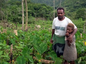 Johnson Ladota is a coordinator for the highlands area of North Malaita under the KGA partner Baetolau Farmers Association. Johnson is an active farmer himself - seen here in his highlands taro garden. 