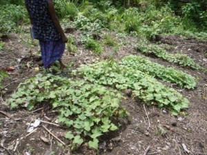 New and shared sweet potato varieties being evaluated by farmers across solomon islands