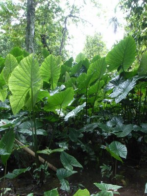 Giant Swamp Taro is important crop for food security and its use and management  is being encouraged by KGA