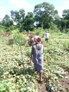 Gliricida planted among sweet potato field at Takwa Germplasm Centre