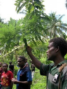 Youths learn about glyricidia trees and their role in fixing nitrogen into the soil 