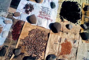 Drying  seed