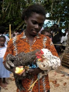 Young girl raising chickens in Sasamuqa. The Youth Component supports all areas of KGA farmer services to have a youth and young farmer focus