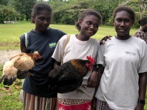 Village poultry can be improved genetically through cross breeding and careful farmer selection