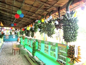 KGA showcasing banana varieties during festival